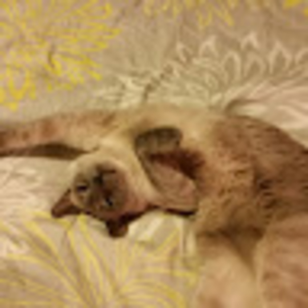 Meet your Posher, Albany